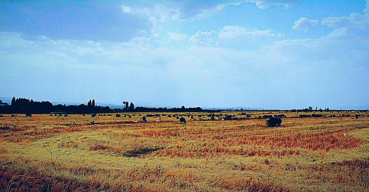 Wheat field