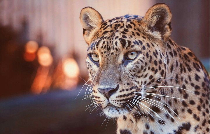 Animal World.