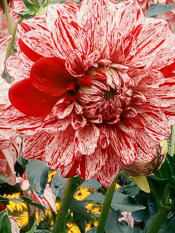 red blossom