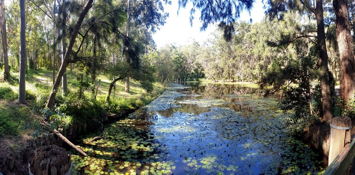 Lilly pond amongst the trees