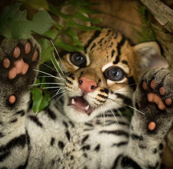 Wildcat Дикая кошка