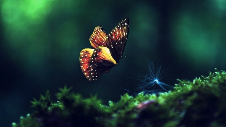 butterfly