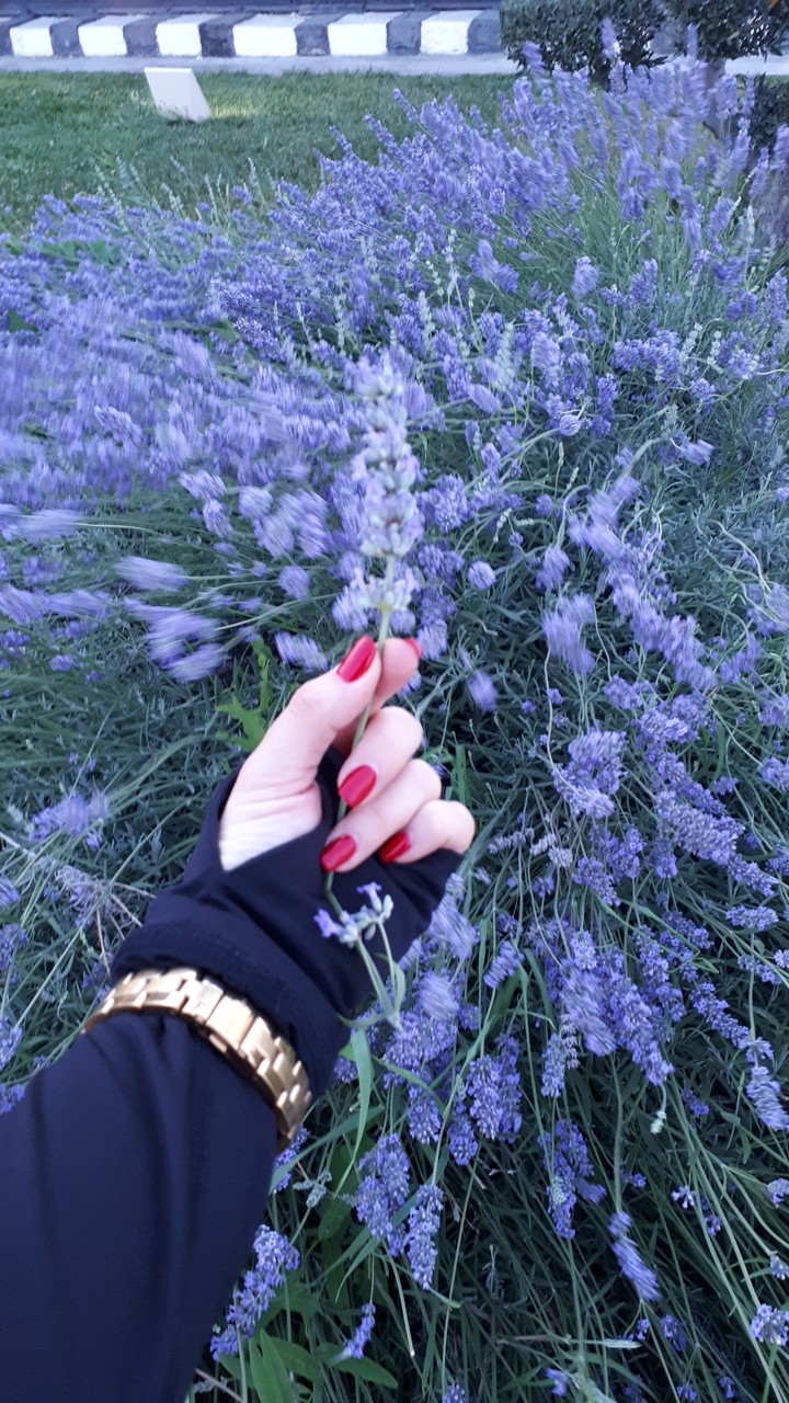 #lavanda