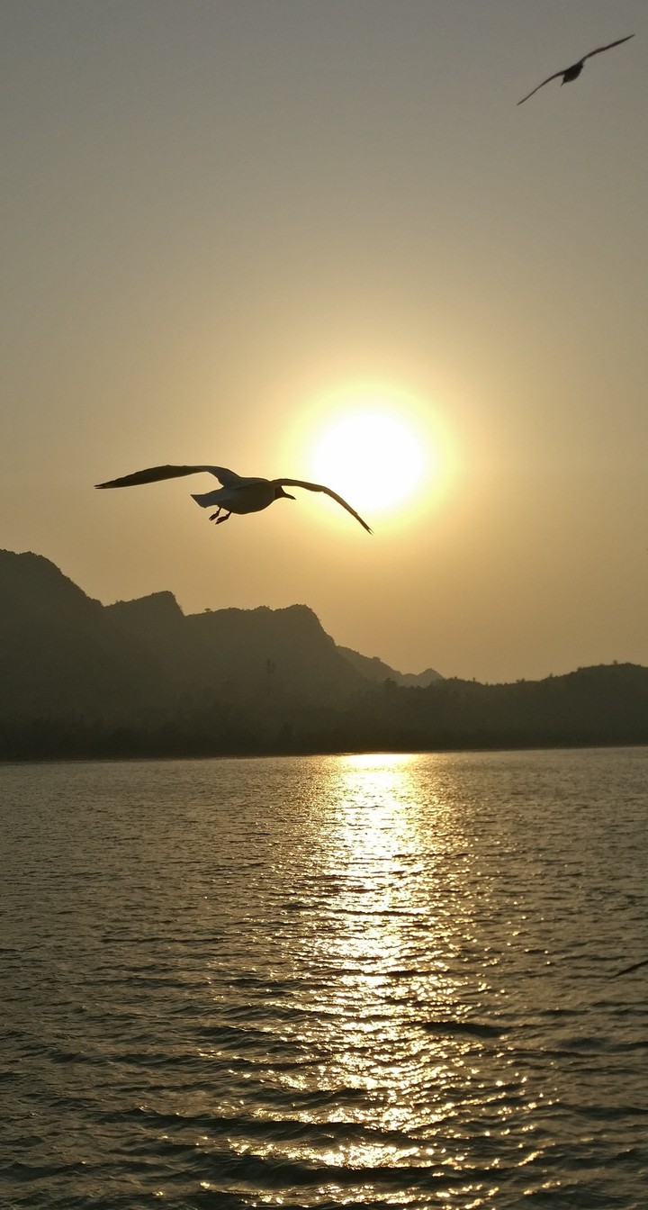 sunset with bird