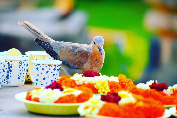 pigoan