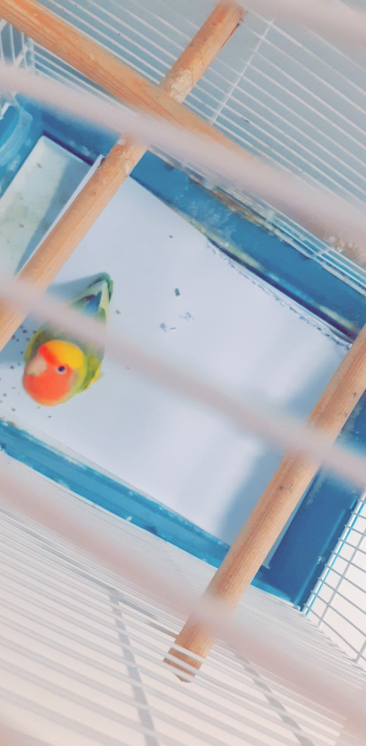 parrot