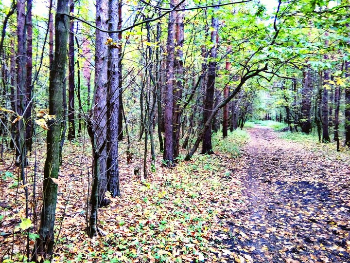 роща