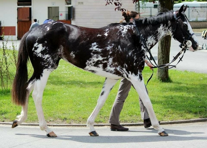 All the Pretty Horses