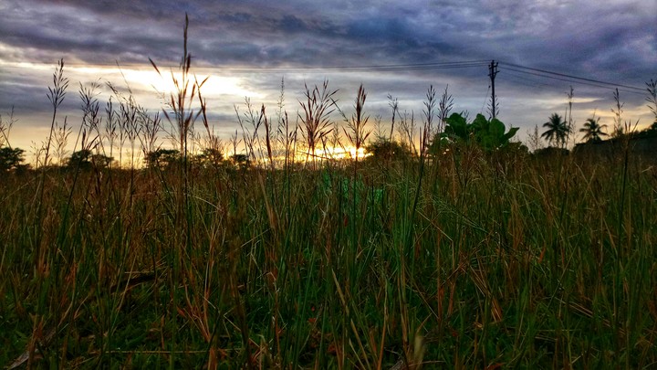 nature