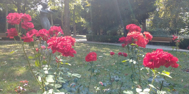 Zagreb Croatia Roses