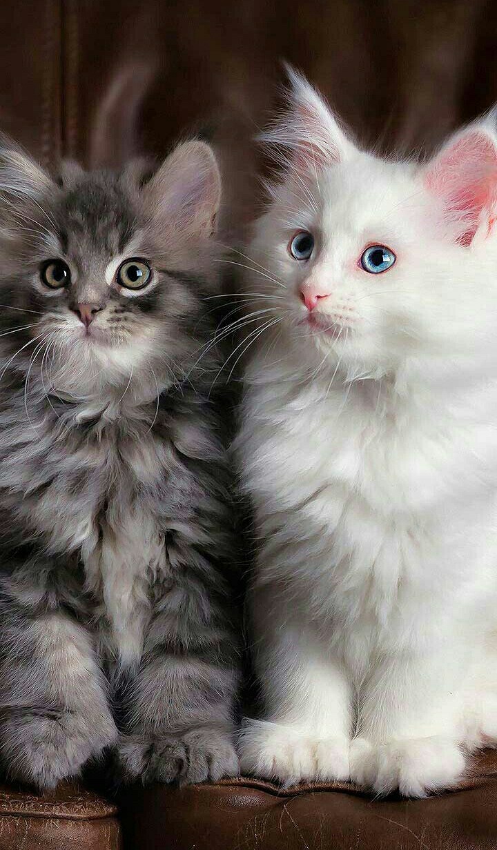 Люблю котів бо вони милі
