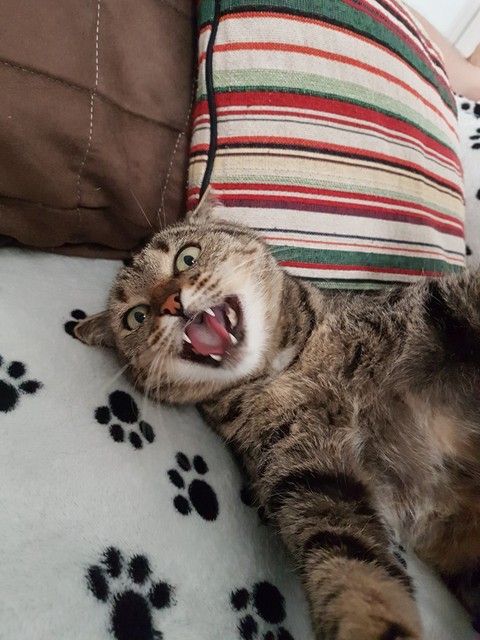 Cat