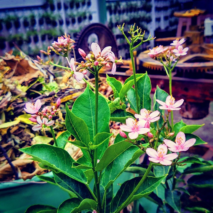 flower