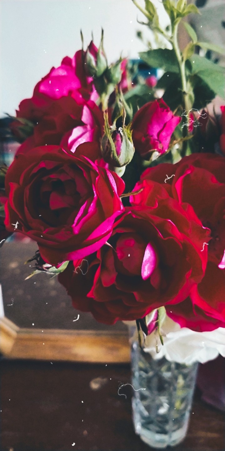 flowers beautiful rose цветы