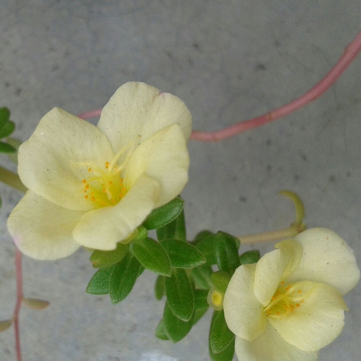 portulaca