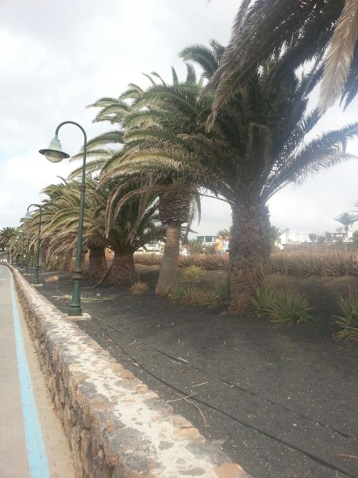 Palmen