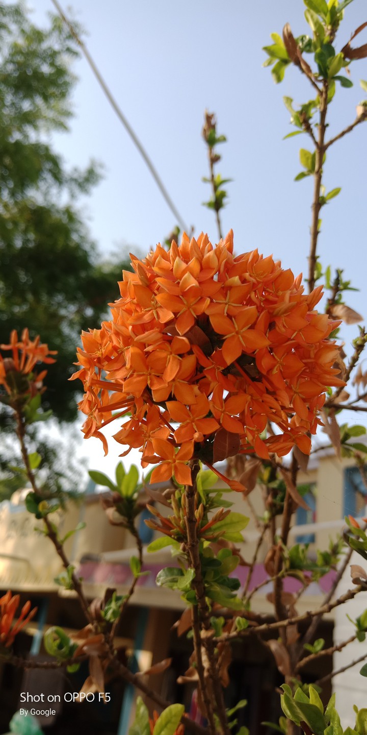 flower
