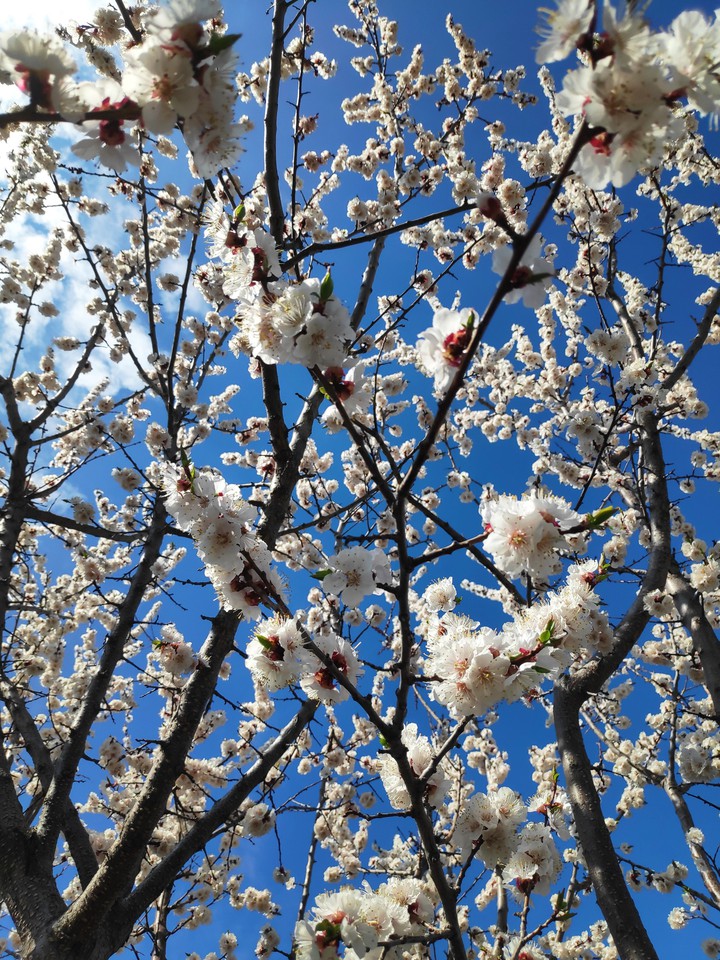 Apricot