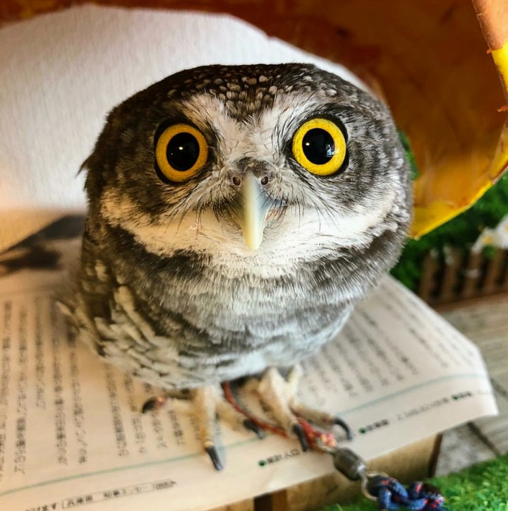 Pequena coruja