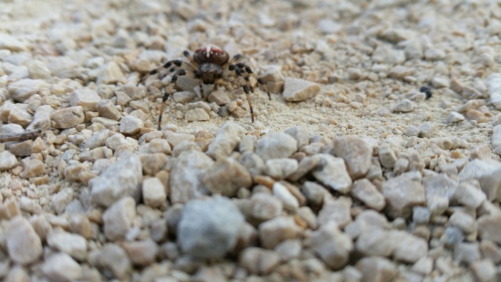 Little little spider