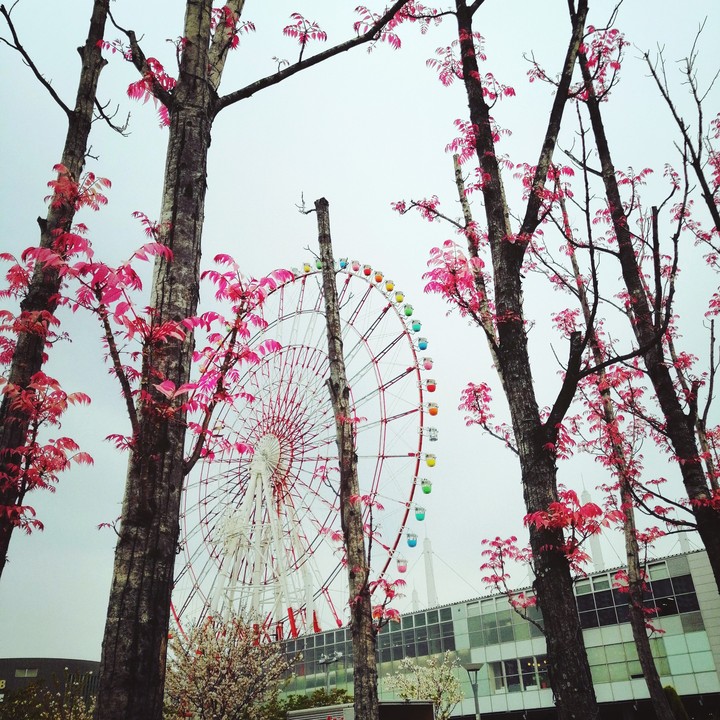 Chinese mahogany flamingo at Daiba