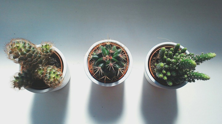cactus