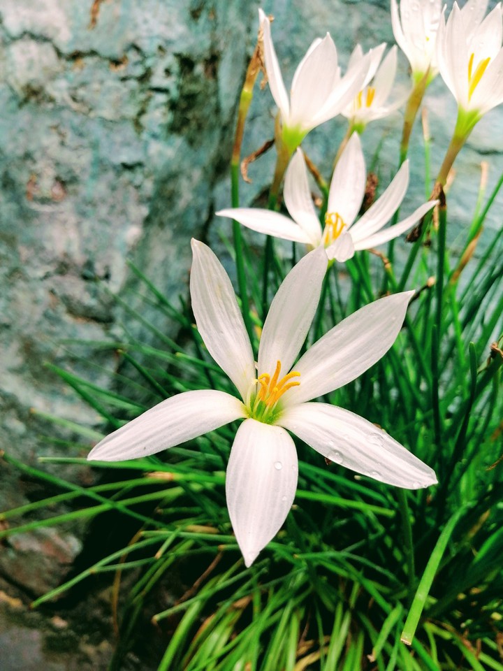 flowers