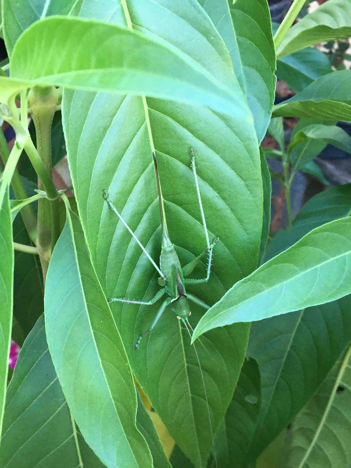 un grillo verde
