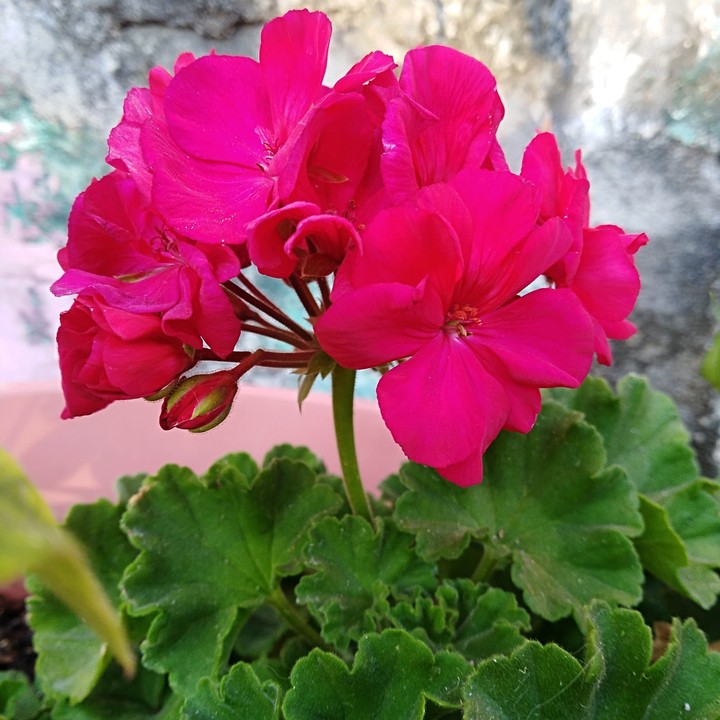 flores