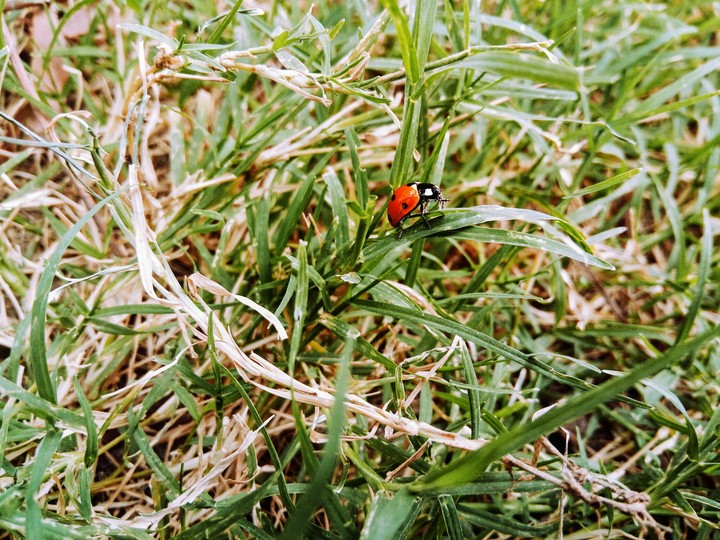 nature