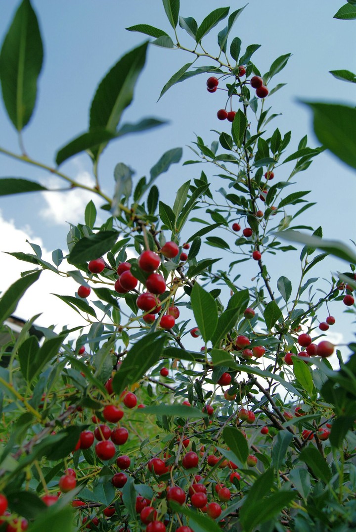Cherry in the sky