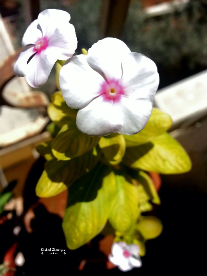 flower
