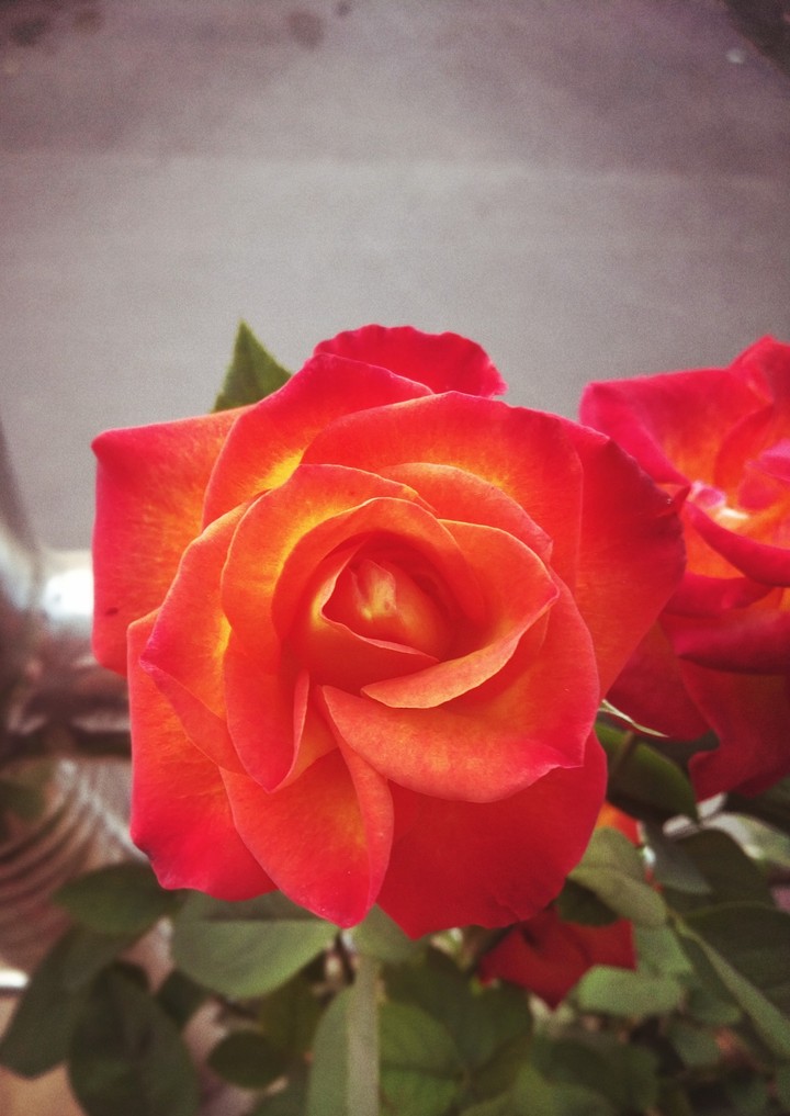 nature's love component
