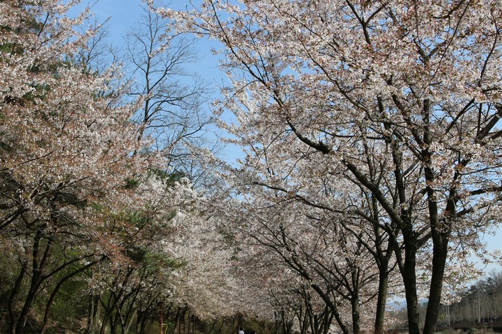 벚꽃길
