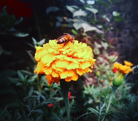 bee on a flower