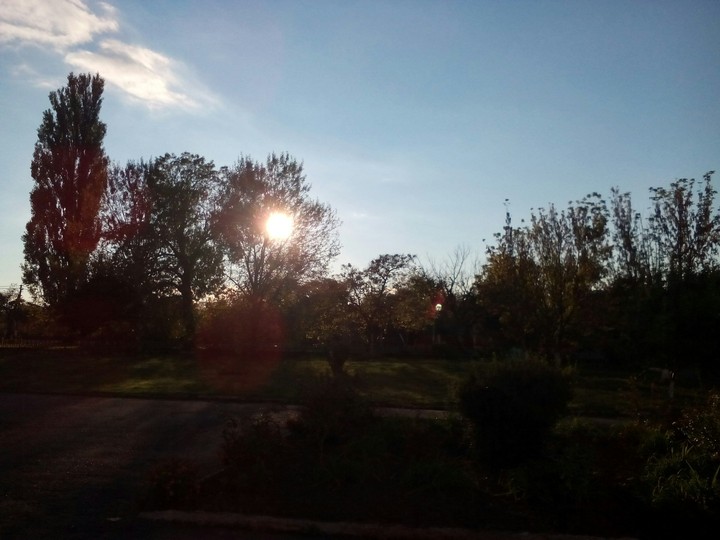 Morning and tree