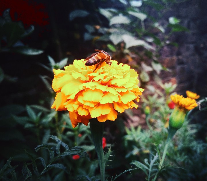 bee on a flower