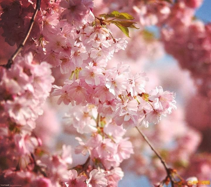 #Flower