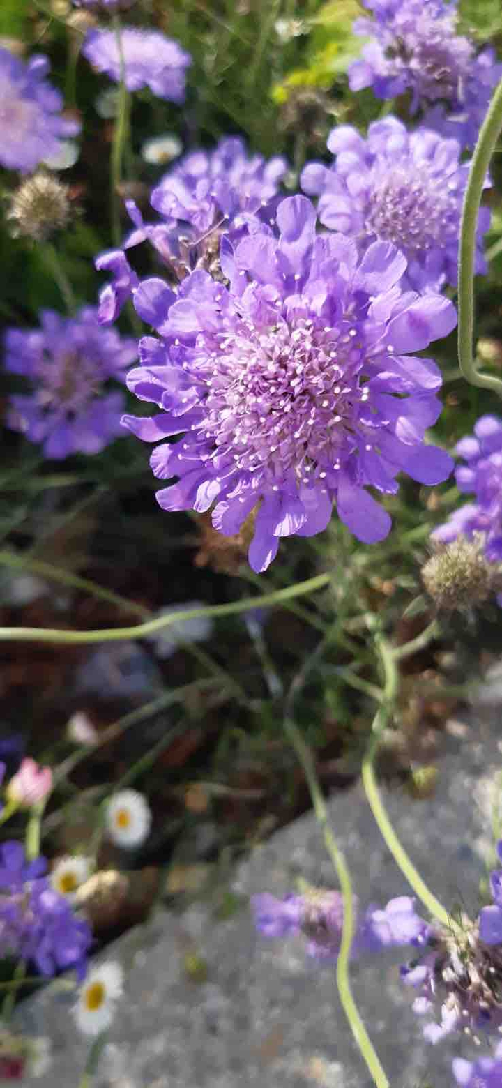 Purple flower