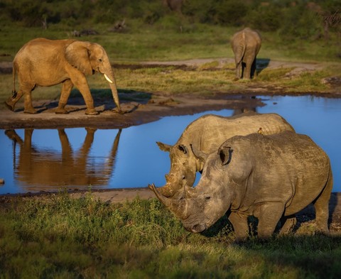 Wildlife