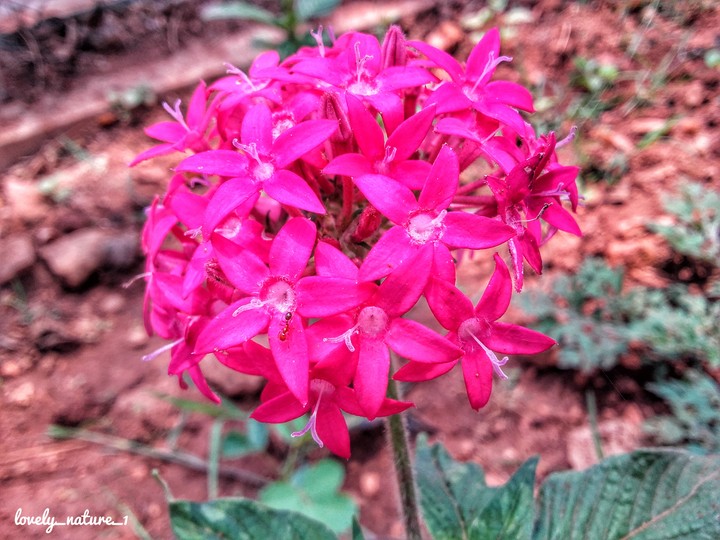 Pink flowers