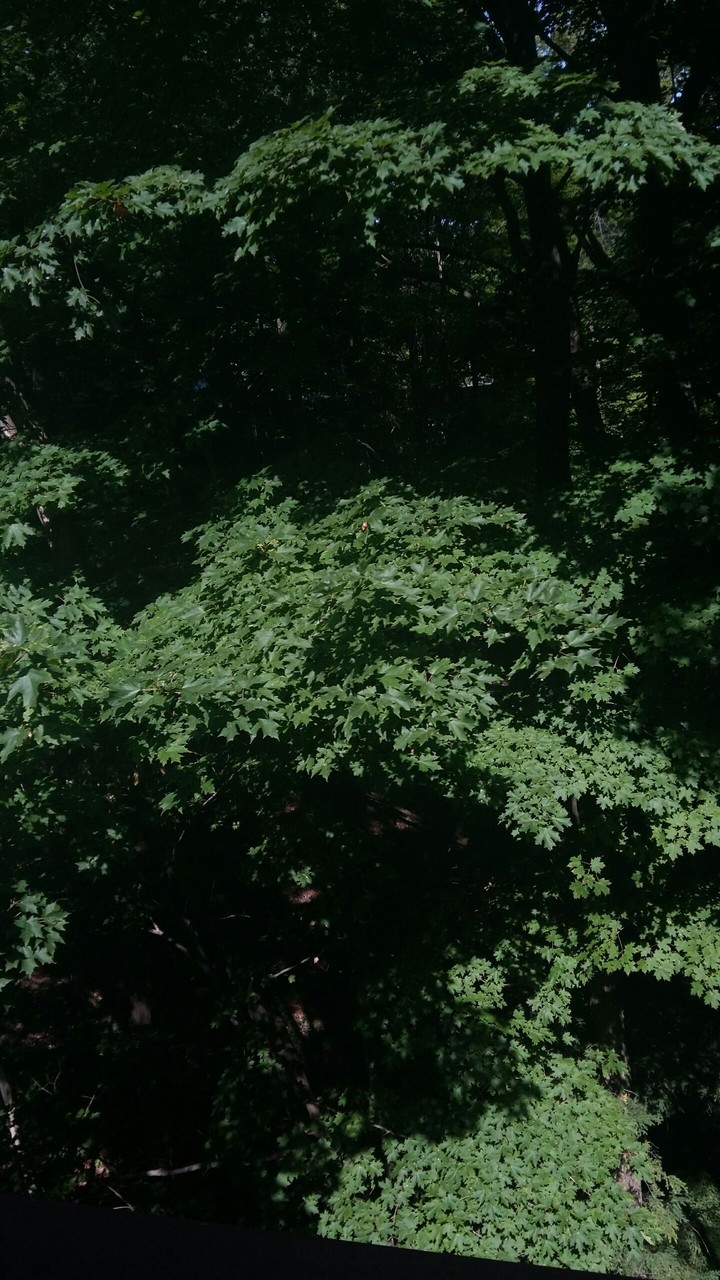 Leaves