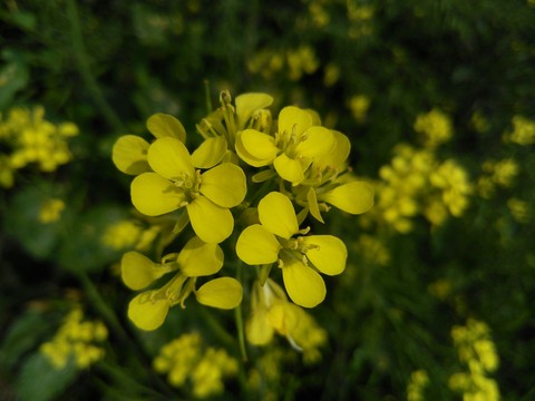 Yellow Asphodel