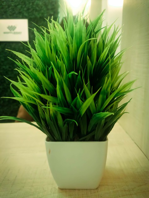 sfondi flower, grass