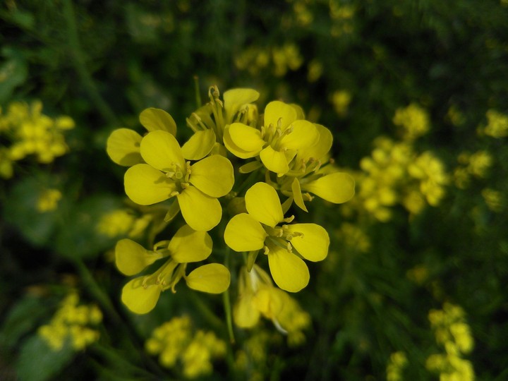 Yellow Asphodel