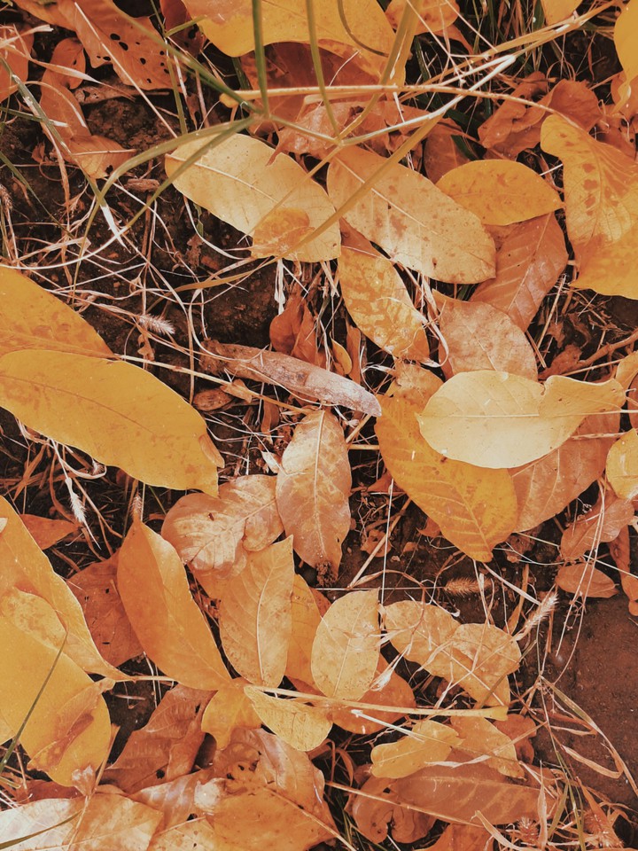 leaves.....