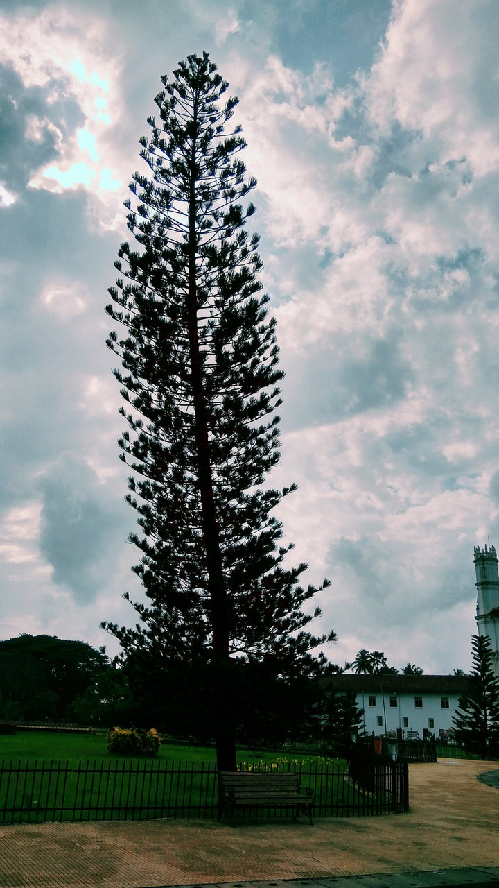 Tree under cloudy sky