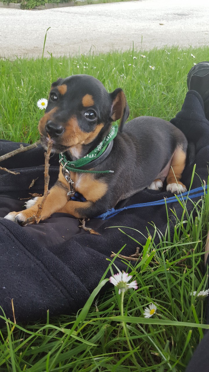 Mon petit chien