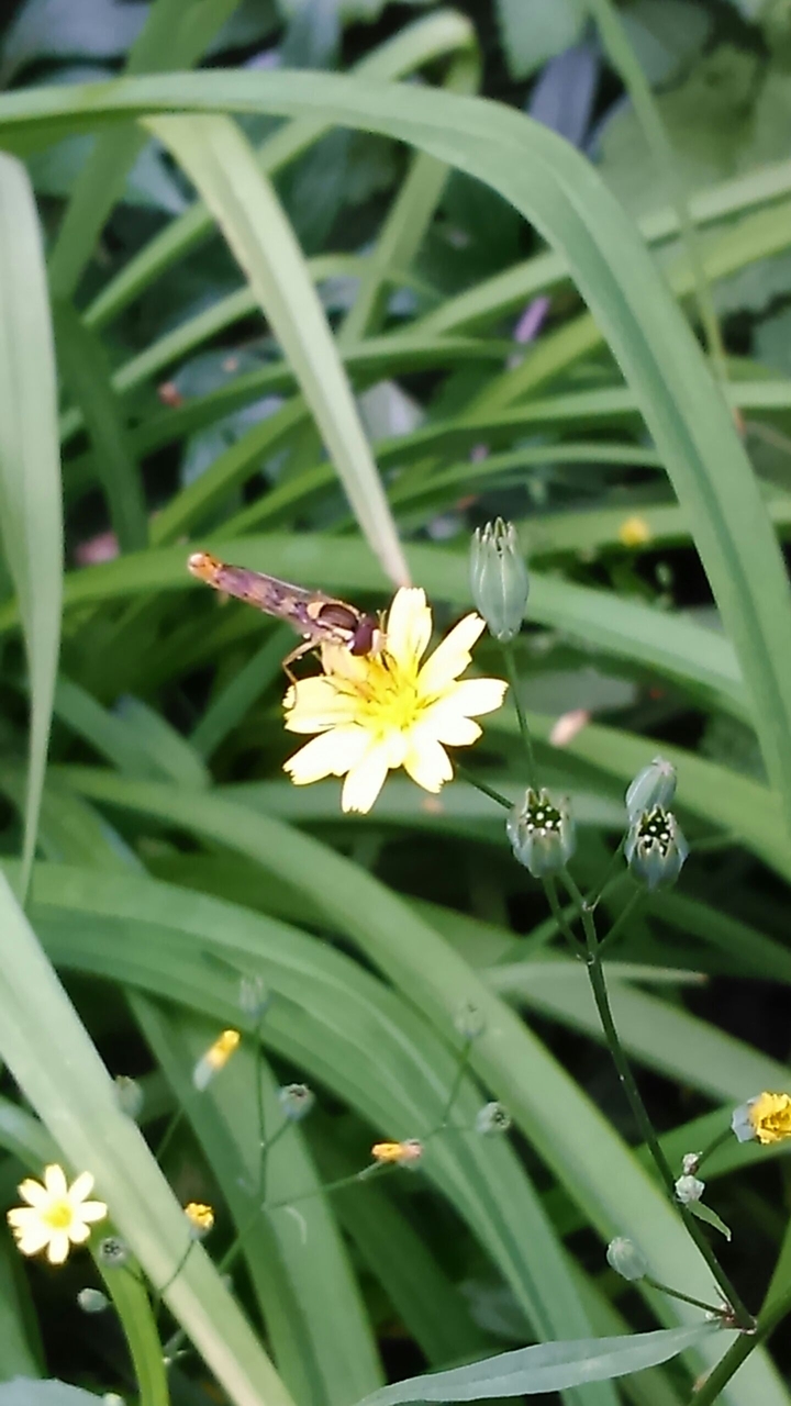 green yellow