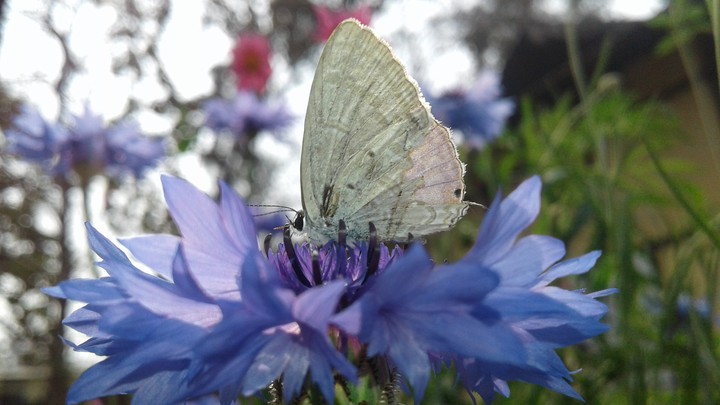 Butterfly